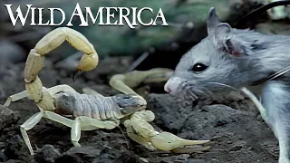 Wild America | S1 E10 A Tale About Tails | Full Episode HD