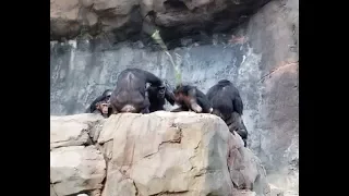 Chimp attack with stick at LA Zoo