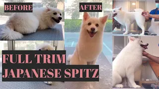 How To Trim A Dog's Hair - Japanese Spitz  |  Bunny TV