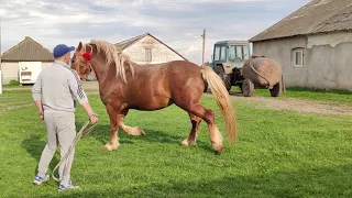 Коні Ваговози🐴🐴🐴. Коні Тернопільщини 👍👍👍.. Продається жеребець 096 843 5543 Петро Іванович.