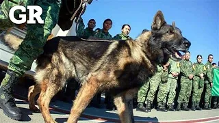 Muere 'Proteo', perrito rescatista mexicano en Turquía