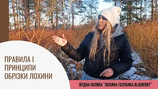 Правила і принципи обрізки лохини . Як правильно обрізати лохину . Обрізка лохини для початківців .