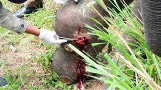 Heartwarming! Elephant suffering from Abscess in the leg sympathetically treated