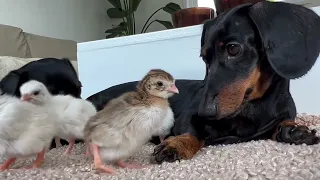 Dachshunds together with baby Guinea Fowl.  #dachshundarts #dachshunddiscovery   Credit: 🎥 ➡️ Loulo