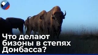 Возрождение донецкой степи: как в заповеднике "Донецкий кряж" спасают краснокнижных животных?