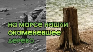 НА МАРСЕ НАШЛИ ОКАМЕНЕВШЕЕ ДЕРЕВО