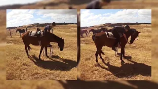 Teach a horse to "park" at the mounting block with positive reinforcement