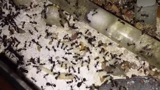 Messor barbarus colony - distribution poulet (food Time)