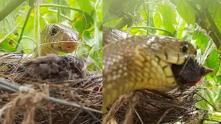 GIGANTIC Snake EATS UP Sleeping Baby Birds || Story of Intense Brutality of Nature | Bulbul nest