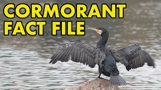 Cormorant: Fact File (British Wildlife Facts)