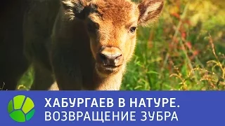 Возвращение зубра - Хабургаев в натуре | Живая Планета