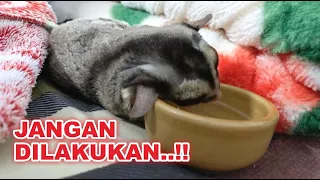 5 HAL YANG TIDAK DISUKAI SUGAR GLIDER