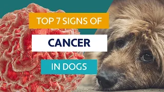 The Top 7 Symptoms of Cancer in Dogs