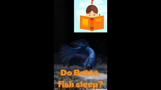 👀Do Betta Fish Sleep? Top 11 Betta Sleep Questions Answered! 😎