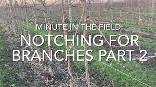 Minute in the Field: Notching for Branches PART 2