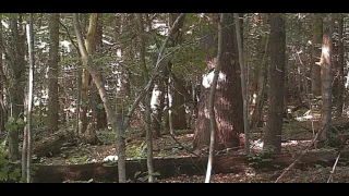 BIGFOOT CAPTURED ON GAME CAM