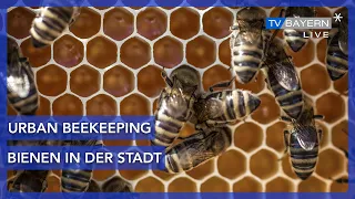 Urban Beekeeping - Imkern mitten in der Stadt