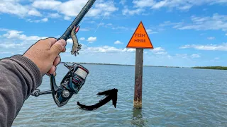 TRYING THE *NEW* SHIMANO VANFORD for WHATEVER BITES! (Live Shrimp)