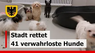Veterinäramt rettet mehr als 40 Hunde aus einer Wohnung in Dortmund