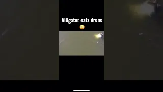 Alligator EATS drone 😳