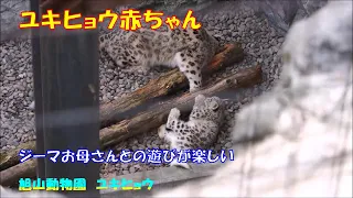 旭山動物園 ユキヒョウ（ジーマと赤ちゃん）お母さんといっしょが楽しい