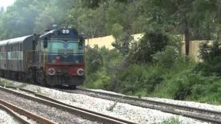 Pig dies under the wheels of a train