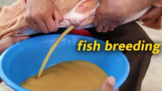 Fish Breeding || Pangasius Fish Breeding Full Process