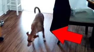 Real Ghost Captured on Camera Disturbing Cats & Dogs || Scary Videos Hindi || Scsry Akki