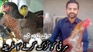 Murgi kurk karny ka tariqa | Aseel murgi kurk kesy ho gi? Sirf 2 din main murgi kurk | Ihsan Gujjar