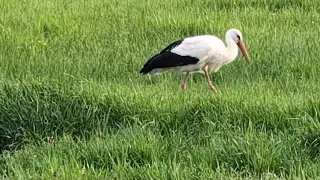 Zufällige Begegnung beim Ausflug /Chance encounter on a trip