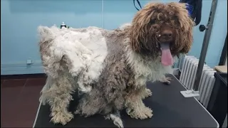 Grooming An Extremely Matted Dog- He has an owner