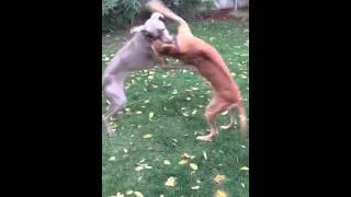 Rhodesian Ridgeback and Weimaraner playing