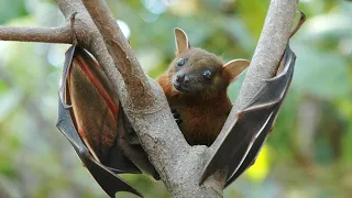 Fun facts about vampire bats