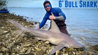 Catching a 6’ BULL SHARK In Shallow Water Off Florida Island