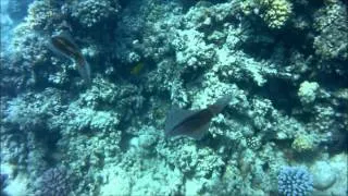 Coral Beach Rotana Hurghada 2. underwater