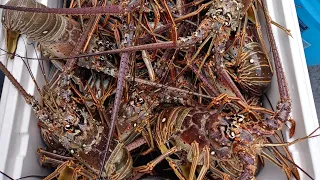 commercial harvest spiny lobster