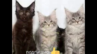 КОТ ГИГАНТ 🐱Самый большой кот в мире проды Мейн кун