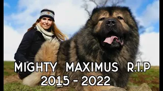 THE WORLD'S LARGEST CAUCASIAN SHEPHERD OVCHARKA HAS DIED - RIP Mighty Maximus