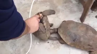 What Happend When Turtle's Pennis Stuck in middle of Something