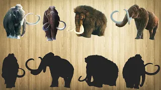 CUTE ANIMALS Mammoth, Woolly mammoth, Holhut #2 귀여운 동물 매머드, 털 매머드