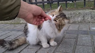 Incredibly cute and fluffy cat with wonderful patterns.