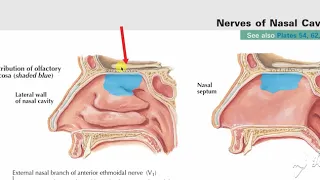 Walls of nasal cavity 2