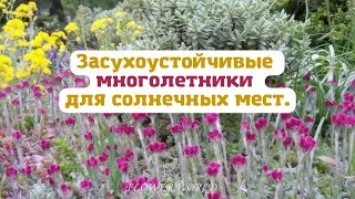 Засухоустойчивые многолетники для солнечных мест.💐