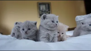 British Shorthair Kittens Compilation from Birth to 1 Month Old (Outstanding Cats Cattery, Litter A)