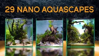 Twenty-Nine Of the Best Nano Aquascapes In America