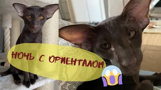 Кошачьи разборки🐈l Кот Ориентал l Смешные коты