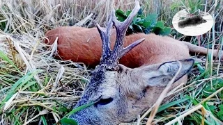 Roebuck hunting - rut time is started! Rehbock Jagd - Polowanie na rogacza - Chasse approche brocard