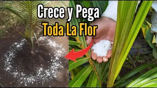 Palmera de COCO 🥥 Bota la Flor no Produce ni Crece, esto hara Crecer, Florear y pegara la Flor COCO