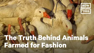 Film Shows Reality of Animals Farmed for Fashion