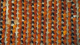 The Duke of Burgundy clip - Moth montage